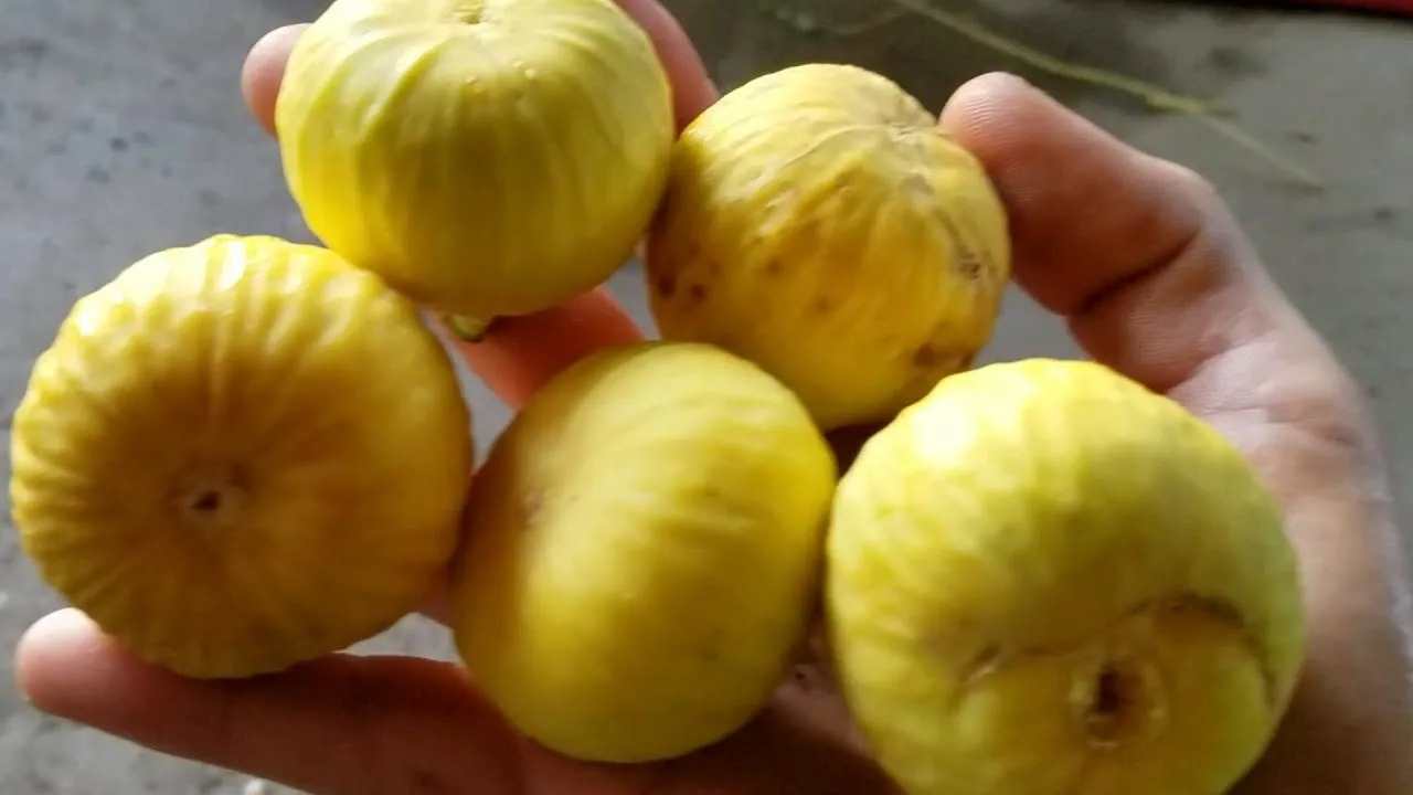 تصویر 4 از انجیر گلابی زرد با طعم شیرین و رنگ طبیعی